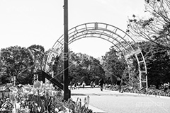 代々木公園,モノクロ,白黒,しろくろ,モノクローム,単色画,単彩画,単色