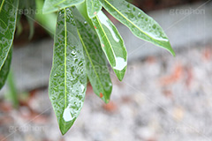 雨,あめ,梅雨,つゆ,草,植物,水滴,雨粒,小雨,rain,レイン,雨の日