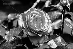 薔薇の花,モノクロ,白黒,しろくろ,モノクローム,単色画,単彩画,単色,フラワー