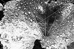 雨粒,モノクロ,白黒,しろくろ,モノクローム,単色画,単彩画,単色,葉,leaf
