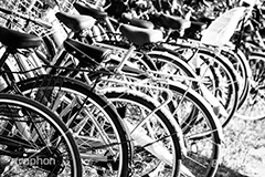 自転車,モノクロ,白黒,しろくろ,モノクローム,単色画,単彩画,単色,放置