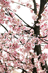 河津桜,桜,さくら,サクラ,桜まつり,花見,お花見,花,お花,フラワー,はな,flower,spring,japan,綺麗,きれい,キレイ,満開,咲,春,blossom,japan,ひな祭り,雛祭り,ひなまつり