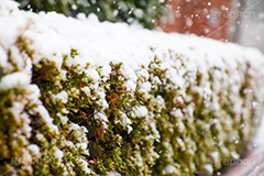 垣根に積もった雪,垣根,植木,雪,冬,積もる,降る,寒波,大雪,snow
