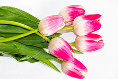 チューリップの花束,チューリップ,ちゅーりっぷ,花束,プレゼント,花,お花,フラワー,はな,花屋,flower,咲,春,tulip,spring,present,生花