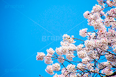 桜と青空,さくら,桜,春,フラワー,青空,花見,満開,空,blossom,japan,spring,flower
