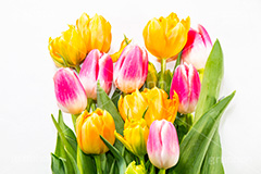 チューリップの花束,チューリップ,ちゅーりっぷ,花束,プレゼント,花,お花,フラワー,はな,花屋,咲,春,tulip,spring,present,flower,生花