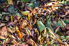 枯れ葉,落ち葉,落葉,枯葉,葉っぱ,葉,はっぱ,枯れる,自然,植物,秋,フルサイズ撮影
