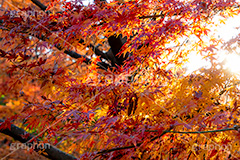 紅葉,もみじ,逆光,フレア,色づく,真っ赤,自然,植物,木々,秋,赤,季語,草木,japan,autumn,flare