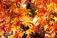 紅葉,もみじ,色づく,真っ赤,自然,植物,木々,秋,赤,季語,草木,japan,autumn