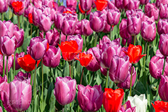 満開のチューリップ,チューリップ,チューリップ畑,ちゅーりっぷ,花,お花,フラワー,はな,花畑,キレイ,きれい,綺麗,満開,咲,咲いた,さいた,春,花壇,tulip,spring,flower