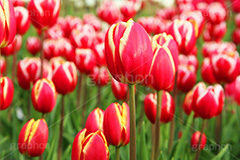チューリップ,ちゅーりっぷ,チューリップ畑,花,お花,フラワー,はな,flower,花畑,キレイ,きれい,綺麗,満開,咲,咲いた,さいた,春,花壇,tulip,spring