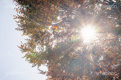 秋の気配,秋,紅葉,葉,葉っぱ,逆光,太陽,木漏れ日,雰囲気,哀愁,autumn,leaf,フルサイズ撮影