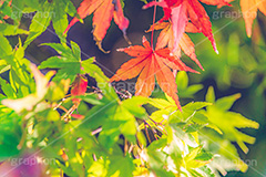 もみじ,真っ赤,色づく,紅葉,自然,植物,木々,秋,季語,草木,japan,autumn,フルサイズ撮影