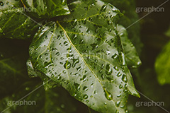 水滴,雨,雨水,梅雨,葉,葉っぱ,植物,ヴィンテージ,ビンテージ,レトロ,お洒落,おしゃれ,オシャレ,味わい,懐かしい,rain