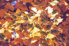 紅葉,秋,イチョウ,銀杏,いちょう,落ち葉,枯葉,枯れ葉,ヴィンテージ,ビンテージ,レトロ,お洒落,おしゃれ,オシャレ,味わい,懐かしい,autumn