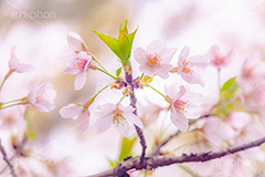 春の終わり,葉桜,桜,さくら,サクラ,散る,花,お花,フラワー,はな,ソメイヨシノ,そめいよしの,春,寂しい,哀愁,blossom,japan,flower,spring,フルサイズ撮影
