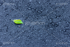 孤独,落葉,落ち葉,新緑,若葉,葉,葉っぱ,アスファルト,asphalt,leaf,フルサイズ撮影