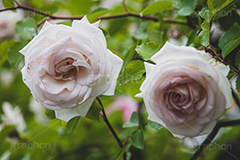 白い薔薇,バラ,薔薇,花,お花,フラワー,ローズ,園芸種,灌木,低木,つる植物,春,flower,rose,spring,フルサイズ撮影