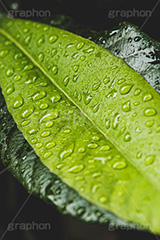 葉に雨粒,雨,あめ,雨の日,草,植物,水滴,雨粒,小雨,梅雨,つゆ,レイン,アジサイ,自然,rain,フルサイズ撮影