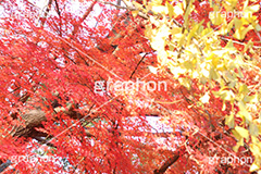 紅葉狩り,紅葉,こうよう,もみじ,モミジ,黄葉,落葉広葉樹,カエデ科,秋,季語,色づく,キレイ,きれい,綺麗,照紅葉,照葉,japan,autumn