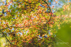 秋の気配,紅葉,こうよう,もみじ,モミジ,japan,autumn,フルサイズ撮影