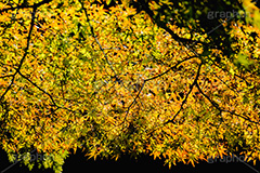 秋の気配,楓,かえで,秋,紅葉,葉,葉っぱ,色づく,autumn,leaf,フルサイズ撮影