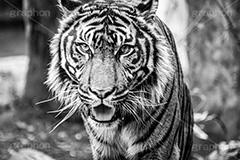 威嚇するトラ,寅,虎,トラ,干支,凶暴,狩り,縞模様,食肉,ネコ科,ヒョウ属,獲物,タイガー,威嚇,迫力,動物園,tiger,animal