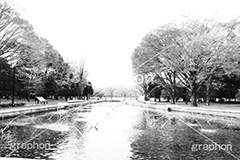 代々木公園,モノクロ,白黒,しろくろ,モノクローム,単色画,単彩画,単色,tokyo,渋谷,原宿
