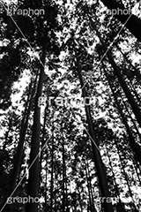 森林,モノクロ,白黒,しろくろ,モノクローム,単色画,単彩画,単色