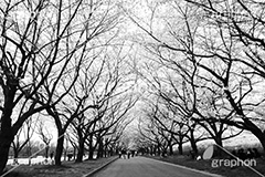 桜満開の公園,モノクロ,白黒,しろくろ,モノクローム,単色画,単彩画,単色,blossom,japan
