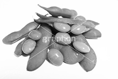 枝豆の実,モノクロ,白黒,しろくろ,モノクローム,単色画,単彩画,単色,soy