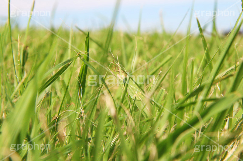 草むらと青空,青空,草むら,草,雑草,青々,叢,くさ,natural,自然,草木