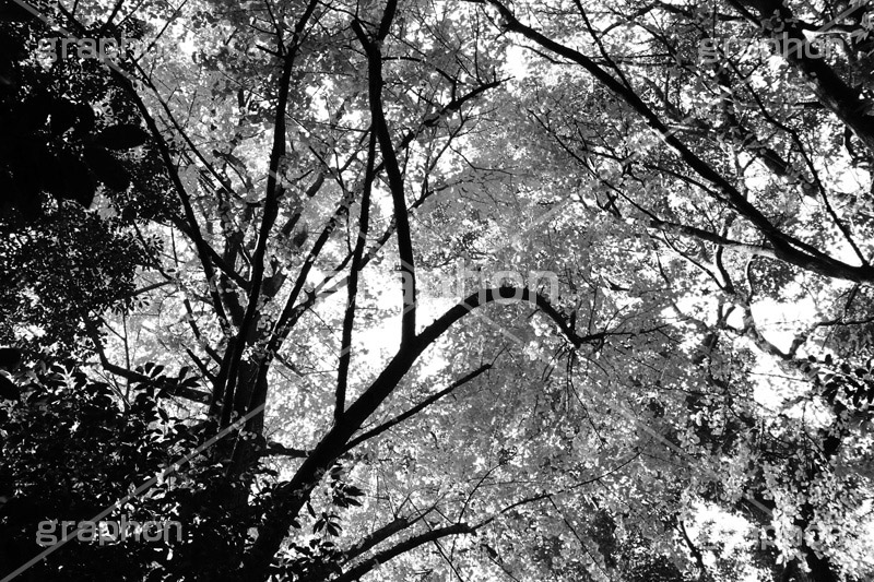 光り輝く木々(モノクロ),モノクロ,白黒,しろくろ,モノクローム,単色画,単彩画,単色