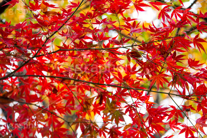 真っ赤なモミジ,もみじ,真っ赤,色づく,紅葉,自然,植物,木々,秋,赤,季語,草木,japan,autumn