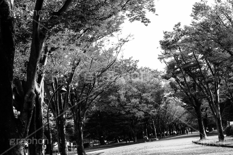 公園(モノクロ),モノクロ,白黒,しろくろ,モノクローム,単色画,単彩画,単色,駒沢公園