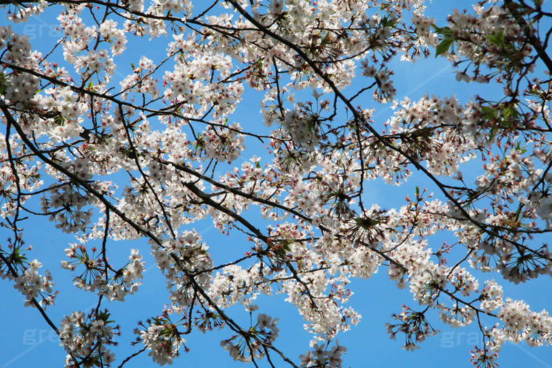 青空と桜,桜,ソメイヨシノ,そめいよしの,さくら,サクラ,花見,お花見,花,お花,フラワー,はな,flower,綺麗,きれい,キレイ,満開,咲,春,blossom,japan