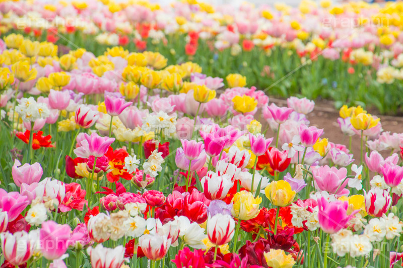 チューリップ,ちゅーりっぷ,チューリップ畑,花,お花,フラワー,はな,flower,花畑,キレイ,きれい,綺麗,満開,咲,咲いた,さいた,春,tulip,spring