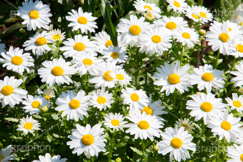 白いデイジー,白い,ホワイト,花,お花,フラワー,はな,デージー,キク科,多年草,咲,春,花弁,綺麗,きれい,キレイ,white,flower,spring