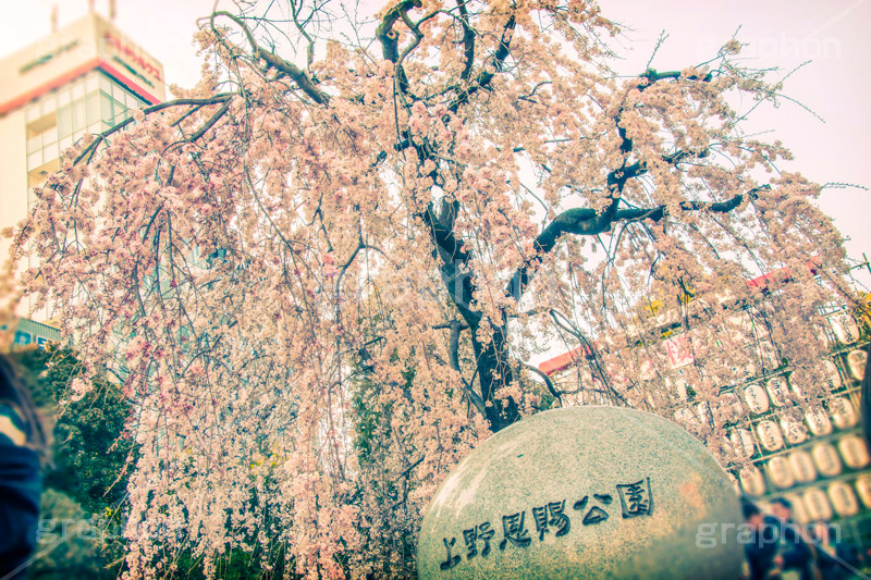 上野公園の桜,トイカメラ撮影,トイカメラ,ヴィンテージ,ビンテージ,レトロ,お洒落,おしゃれ,オシャレ,味わい,トンネル効果