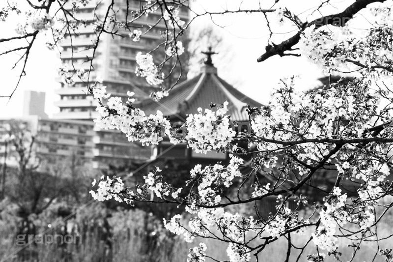上野公園のさくら,モノクロ,白黒,しろくろ,モノクローム,単色画,単彩画,単色
