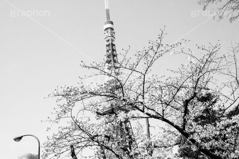 東京タワーとさくら,モノクロ,白黒,しろくろ,モノクローム,単色画,単彩画,単色