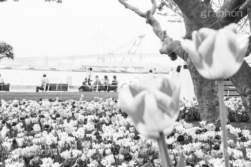 春の横浜,モノクロ,白黒,しろくろ,モノクローム,単色画,単彩画,単色
