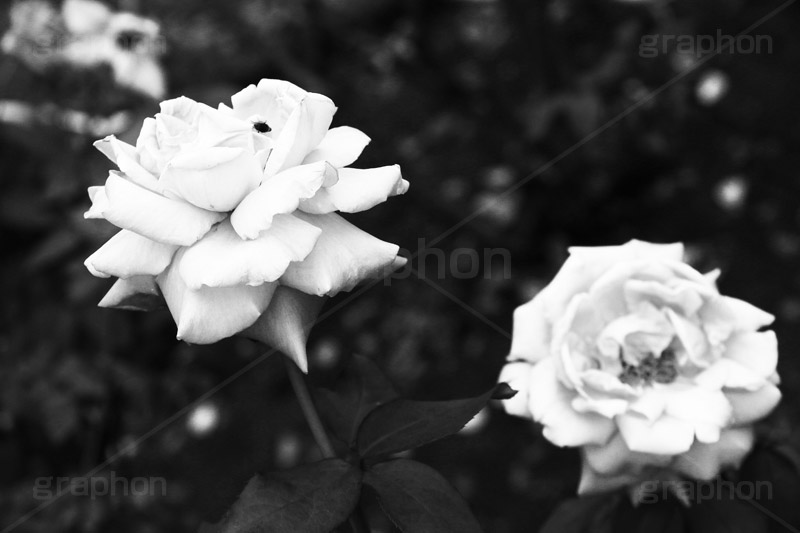 バラ,モノクロ,白黒,しろくろ,モノクローム,単色画,単彩画,単色,薔薇
