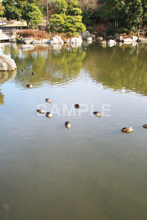 池,いけ,公園,鴨,かも,pond,淡水,池沼,泳ぐ,水鳥,野鳥