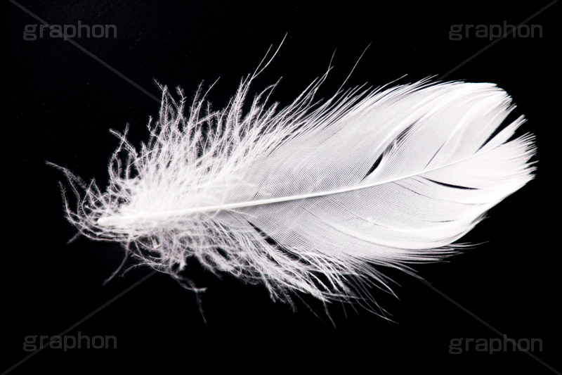 羽,はね,ウィング,テクスチャ,テクスチャー,texture,wing,feather,angel,エンジェル,天使,羽毛,綿毛,舞う
