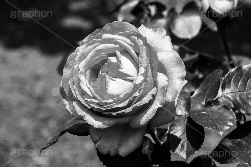 薔薇の花,モノクロ,白黒,しろくろ,モノクローム,単色画,単彩画,単色,フラワー