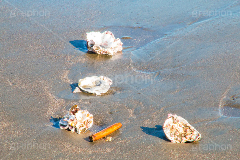 砂浜と貝殻 グラフォン無料素材