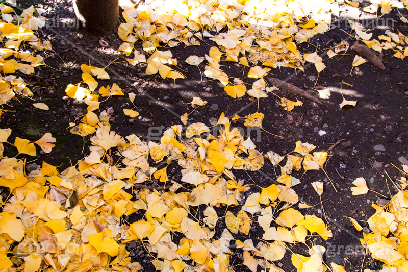 地面に落ちたイチョウの葉,地面,落ち葉,落ちる,落葉,葉,いちょう,イチョウ,銀杏,秋,紅葉,autumn