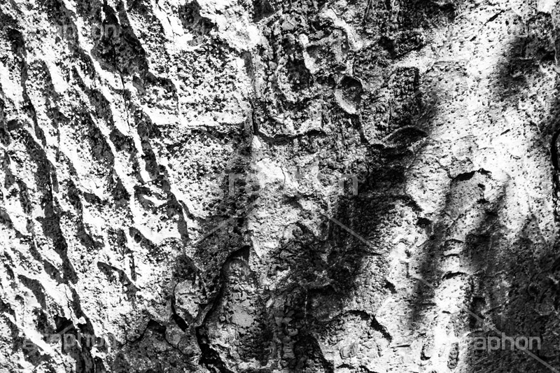 木の幹(モノクロ),モノクロ,白黒,しろくろ,モノクローム,単色画,単彩画,単色,木