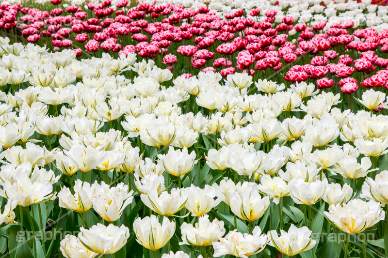 チューリップ畑,チューリップ,ちゅーりっぷ,花,お花,フラワー,はな,flower,花畑,花壇,キレイ,きれい,綺麗,満開,咲,春,tulip,spring